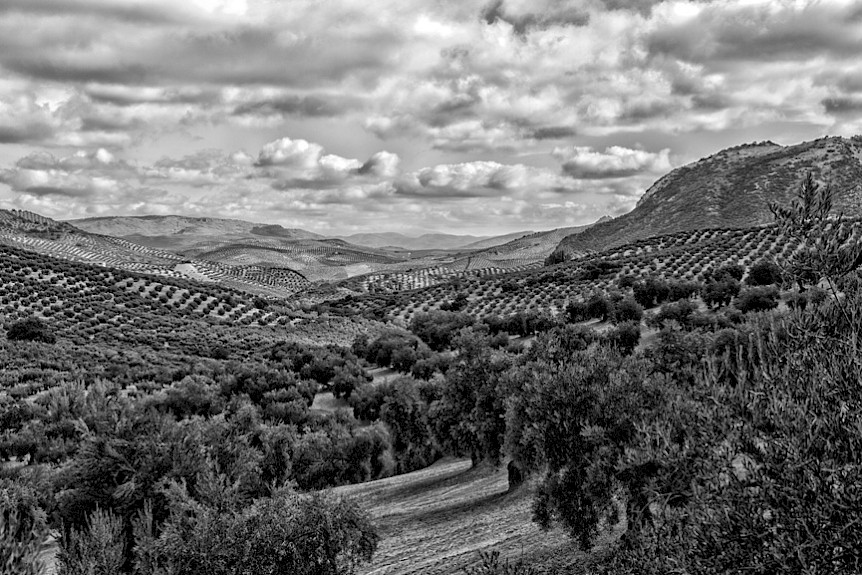Jahrhunderte alte Olivenbäume an den Steilhängen Andalusischer Gebirgsketten liefern die Rohstoffe für die Gewinnung des besten nativen Olivenöls extra.