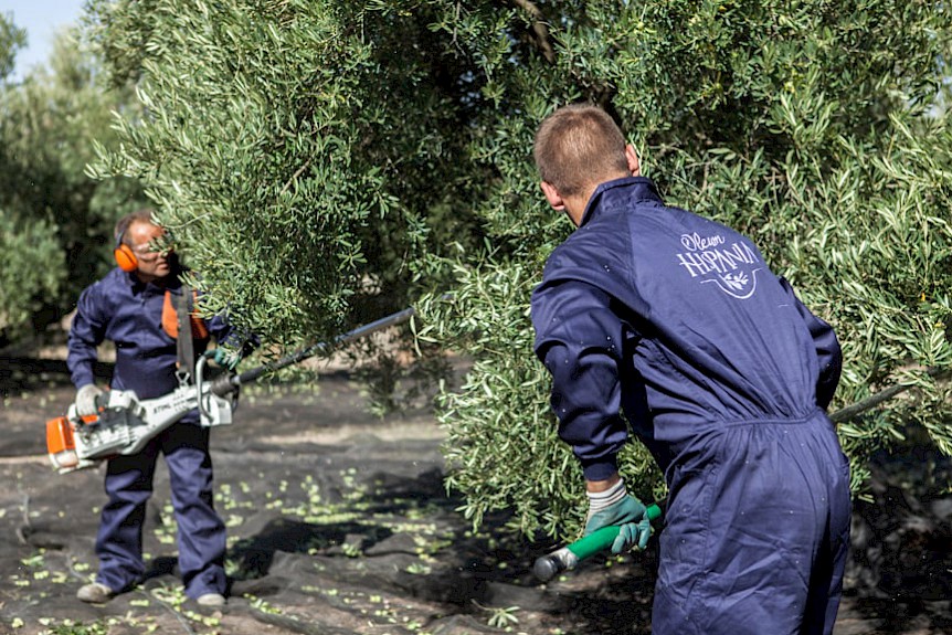 Olive harvest at the Oleum Hispania Cooperative